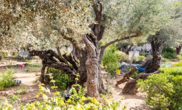 Deepen Your Faith in the Holy Land 10 Days Tour