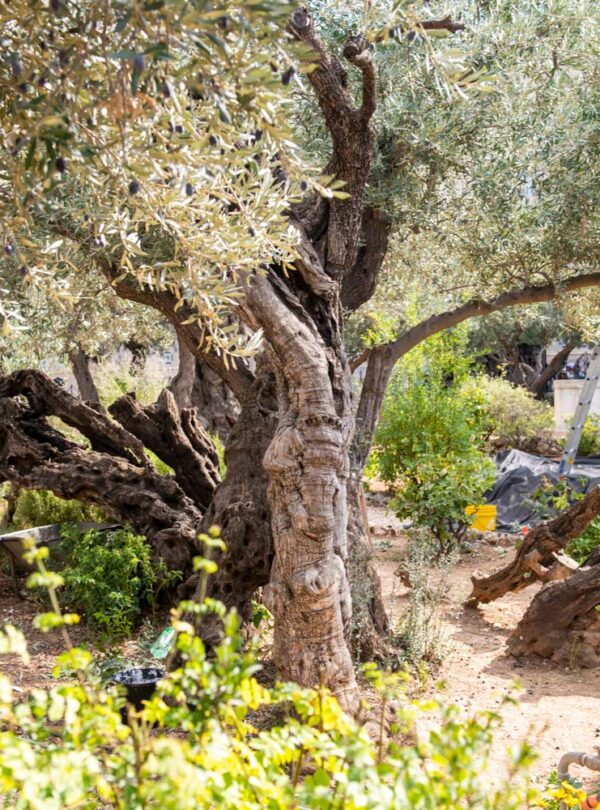 Deepen Your Faith in the Holy Land 10 Days Tour